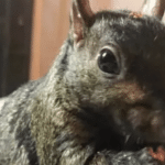 Peanut The Squirrel